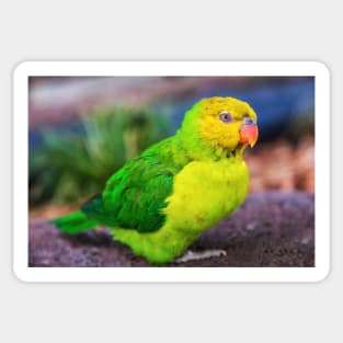 Lorikeet Portrait Sticker